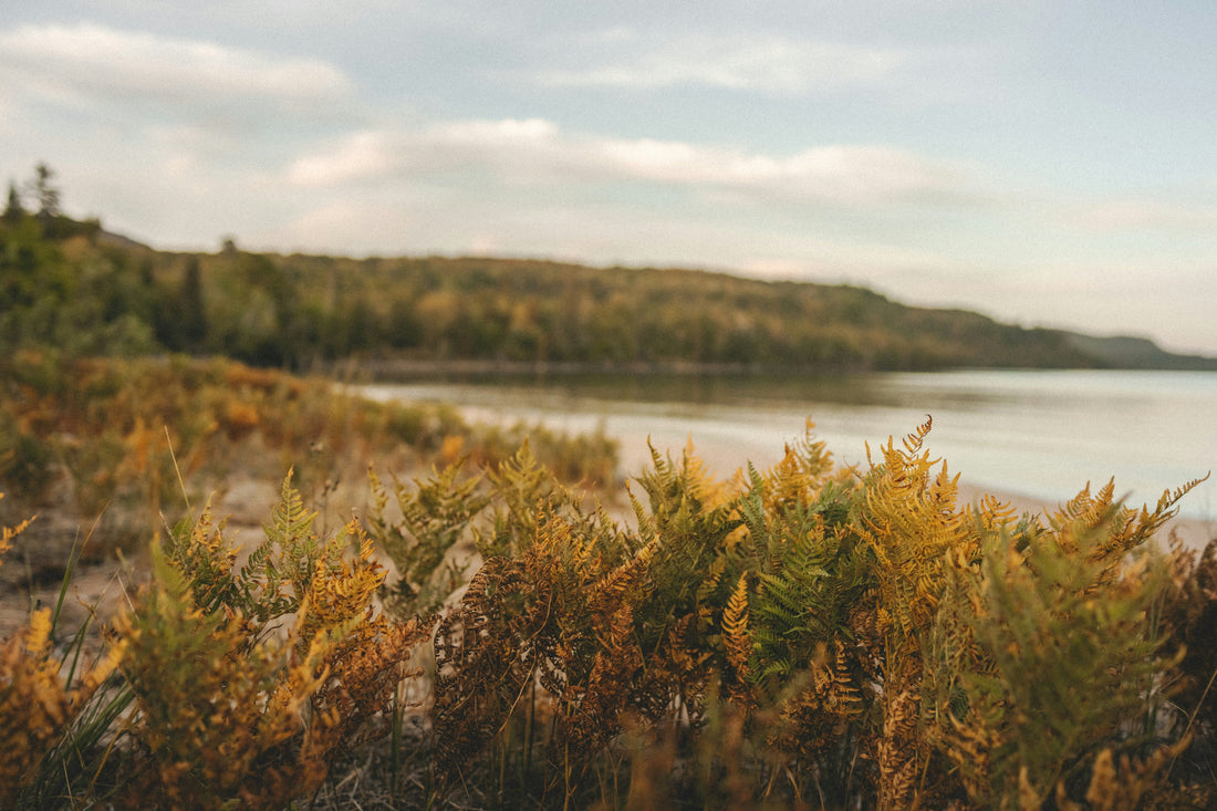 What Biophilic Design Actually Means (And How to Apply It Without Spending Much)