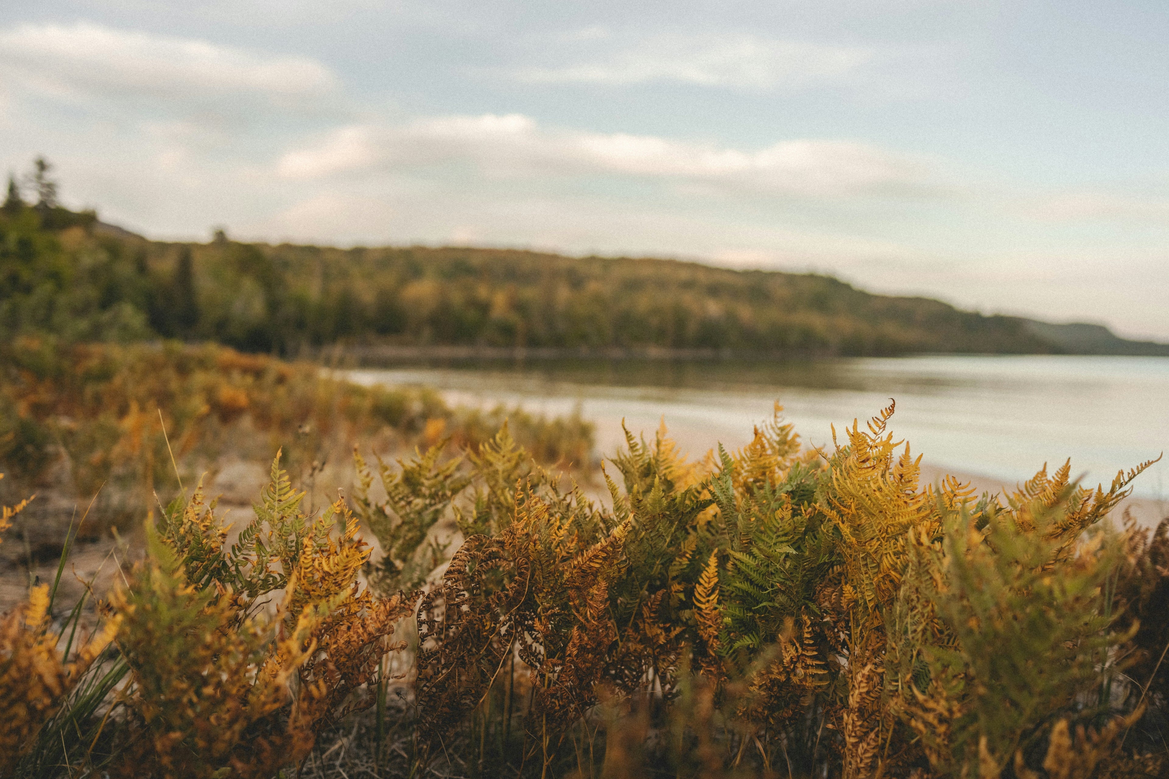 What Biophilic Design Actually Means (And How to Apply It Without Spending Much)