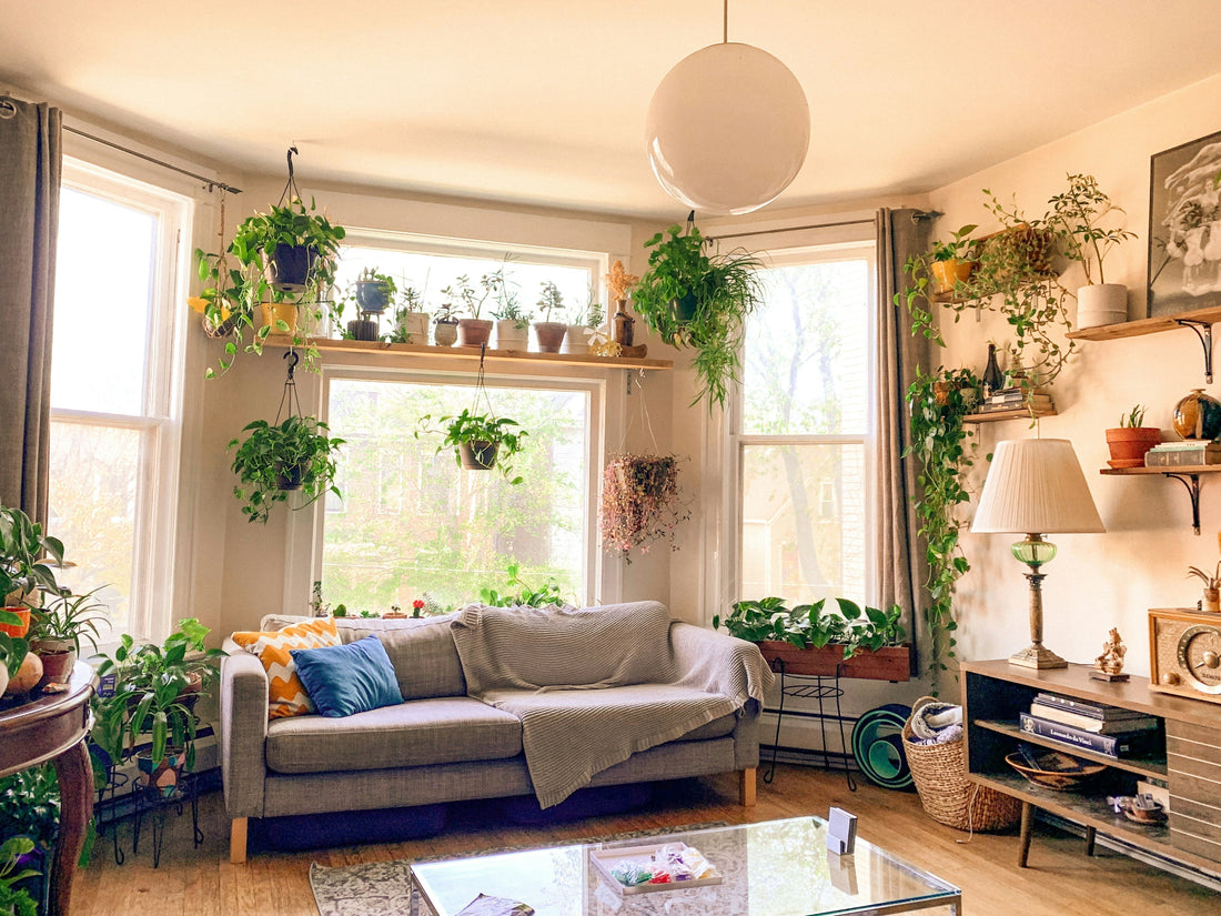 The Best Houseplants for Each Room — And Why It's Not Just About Looks