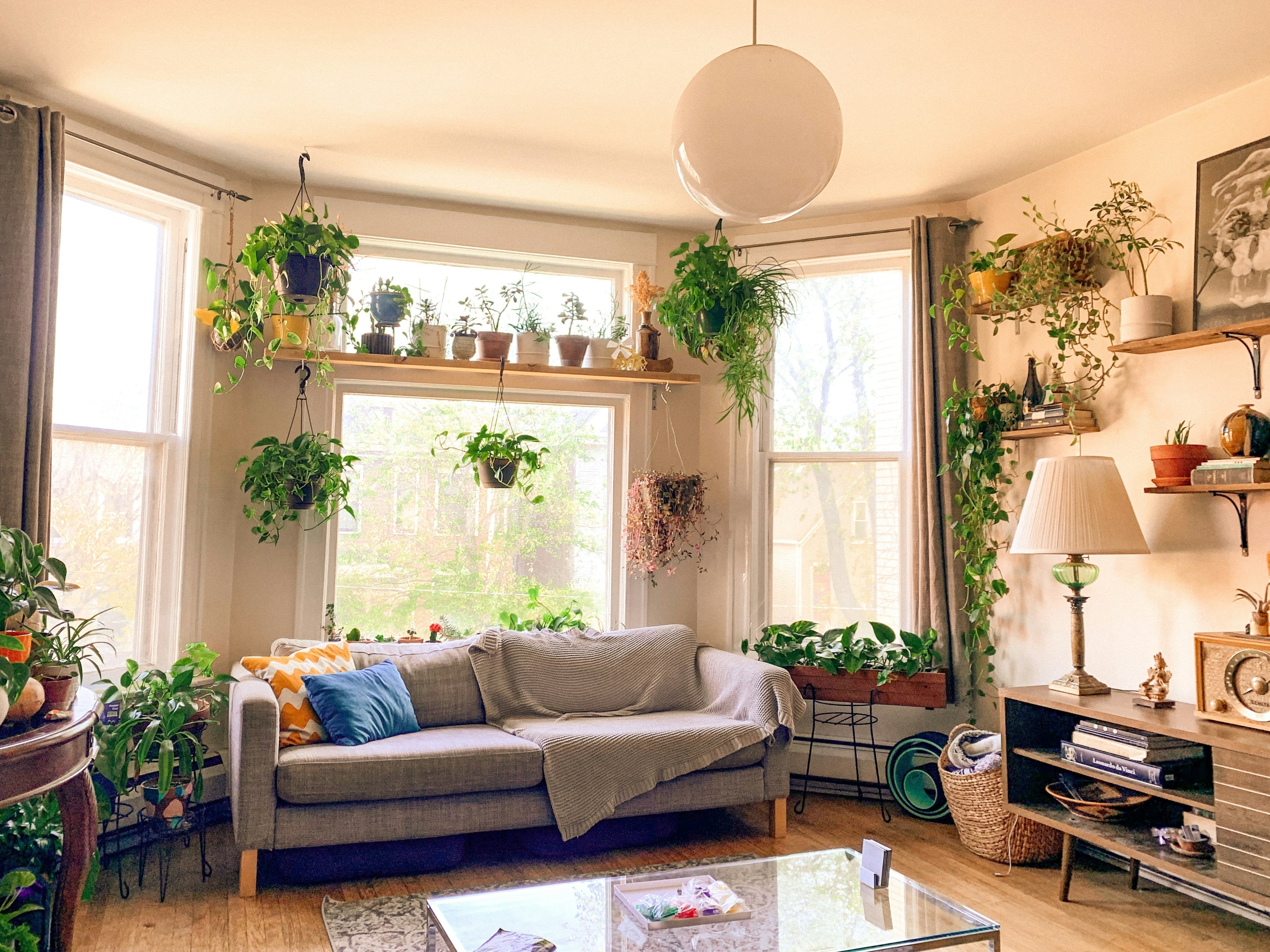 The Best Houseplants for Each Room — And Why It's Not Just About Looks